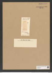 Lithodesmium contractum L. W. Bail. (de-Toni-Nr.: Genus 144, Species 4089) Zeichnungen Sammlung Grunow Nr. 7631 (NHMW-BOT-W0376810)